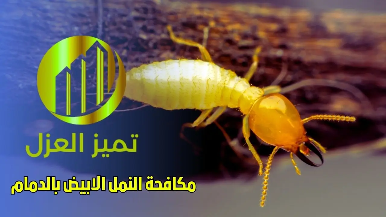 شركة مكافحة حشرات بالدمام رش مبيدات آمنة اسعار من 99 ريال 4 شركة مكافحة الحشرات و النمل الابيض بالدمام