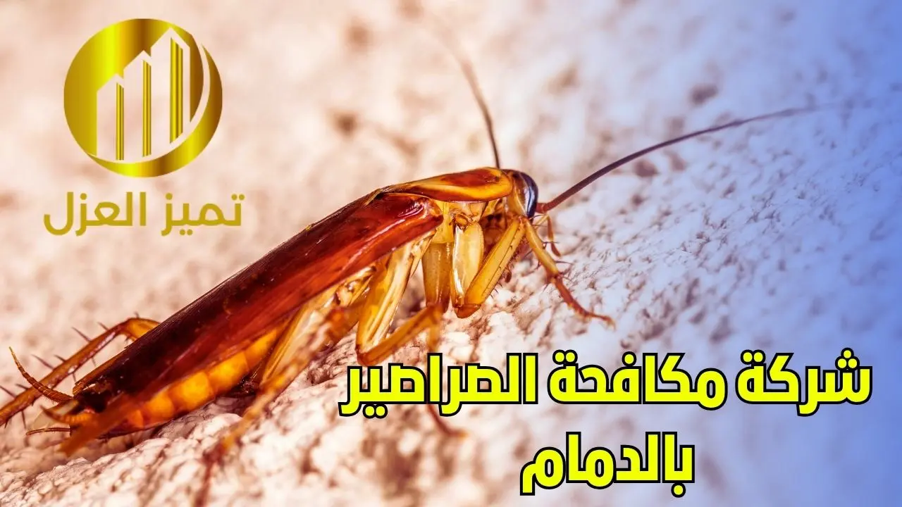 شركة مكافحة حشرات بالدمام رش مبيدات آمنة اسعار من 99 ريال 3 شركة مكافحة صراصير بالدمام و مكافحة حشرات بالدمام