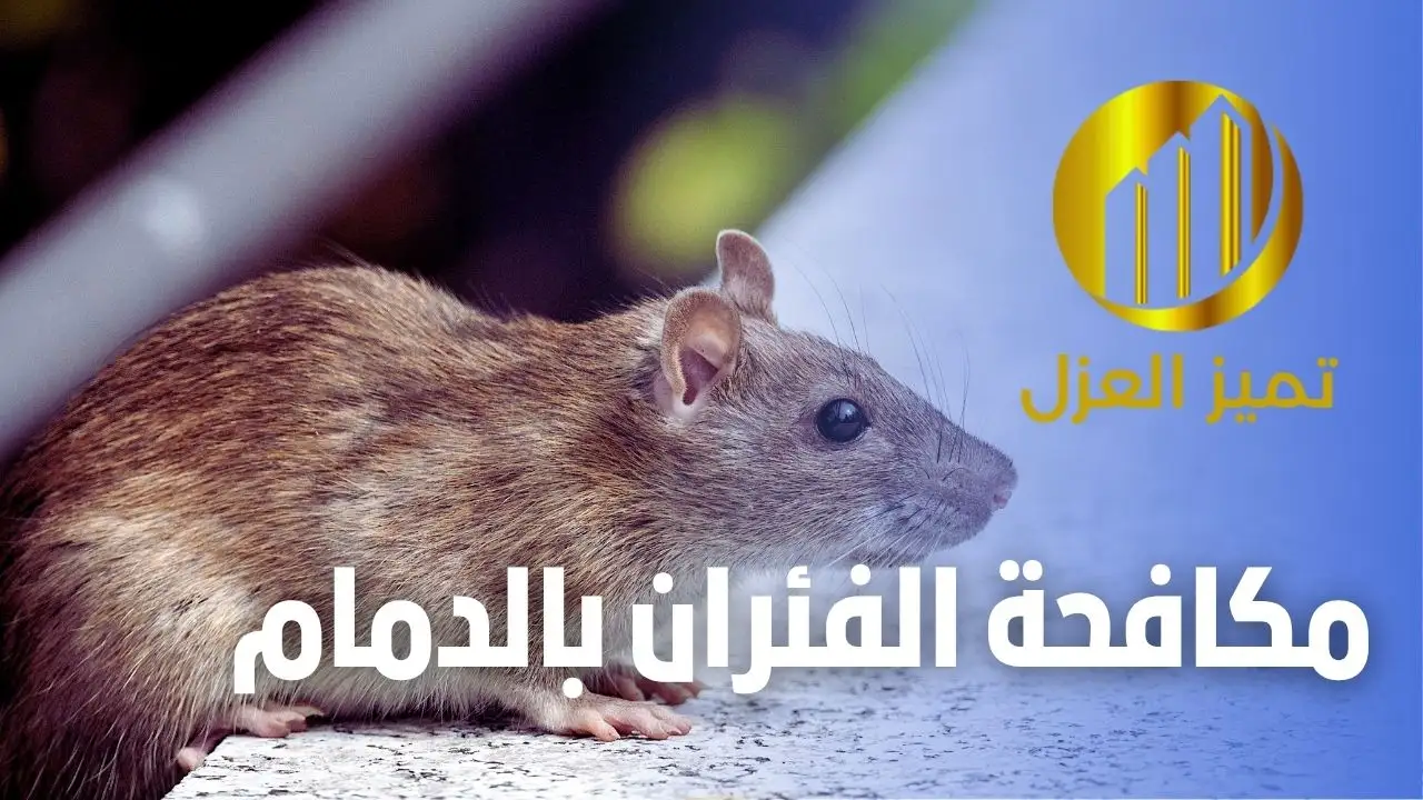 شركة مكافحة حشرات بالدمام رش مبيدات آمنة اسعار من 99 ريال 5 شركة مكافحة فئران بالدمام ورش حشرات